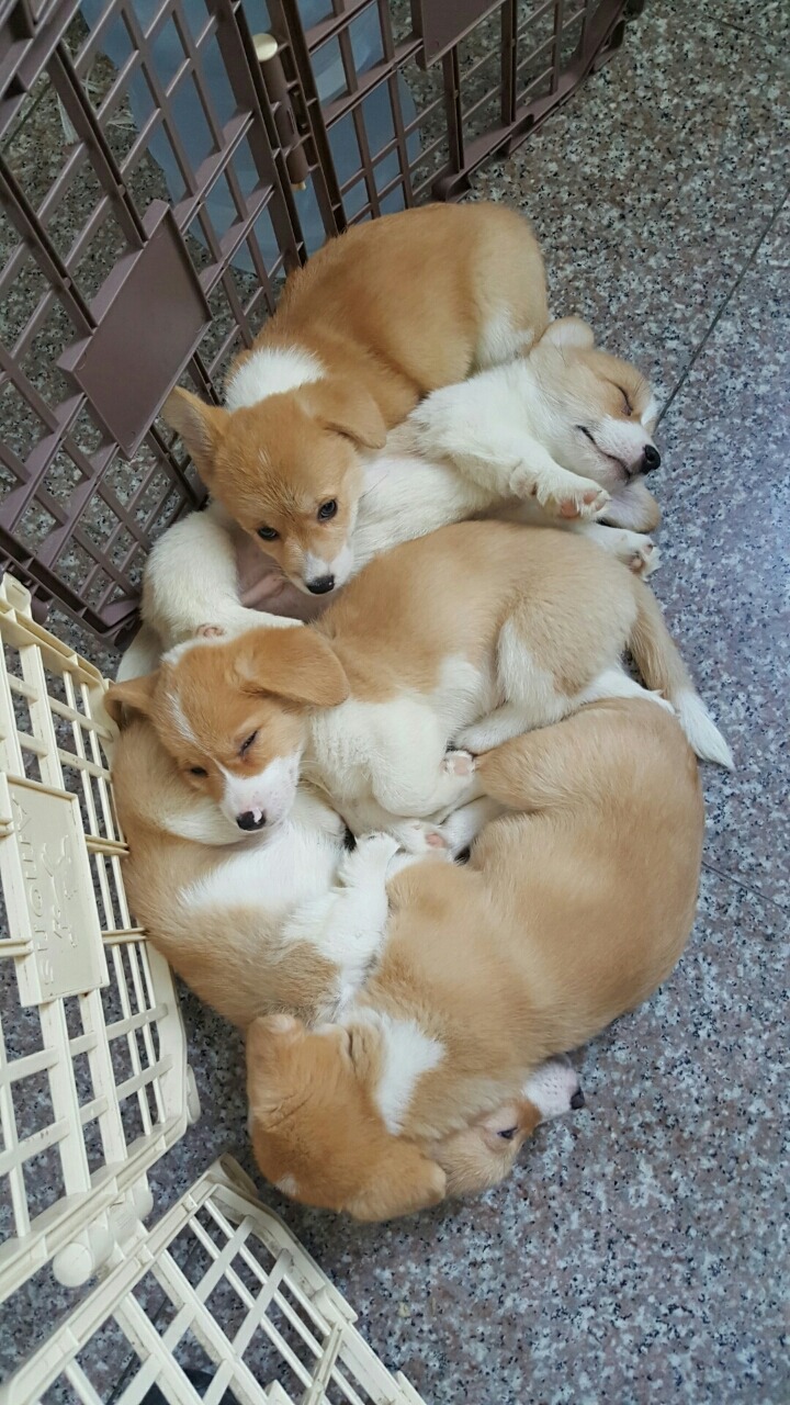 웨시 이미지