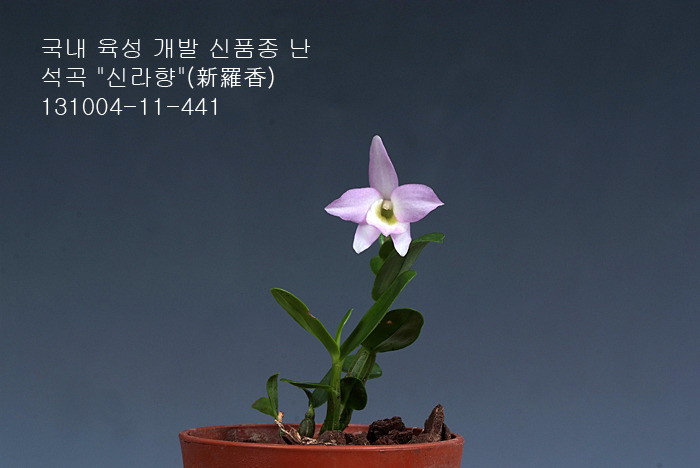 신라향 이미지