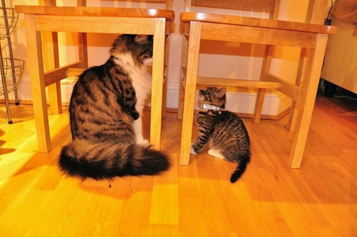 부모 고양이 & 새끼 고양이 | 인스티즈