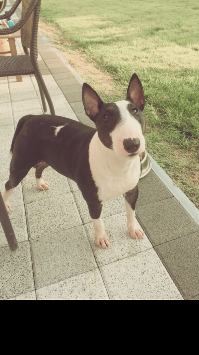 벨라-쥬 이미지