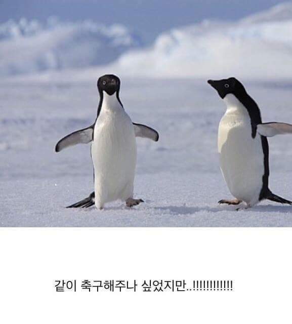 남극의 흔한 일진 jpg | 인스티즈