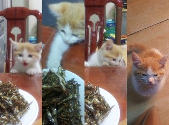 혼낼때 동물들 반응 | 인스티즈