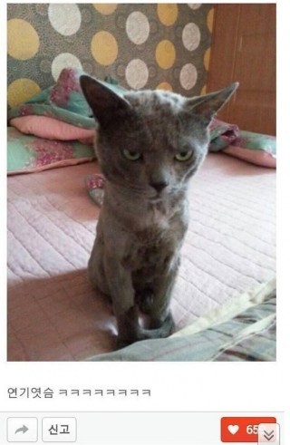 길냥이를 막 데려와선 안되는 이유 | 인스티즈