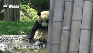 물놀이하는 팬더 | 인스티즈