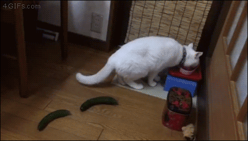 고양이와 오이.gif | 인스티즈