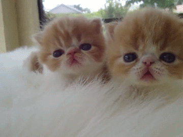 고양이덕후들 를 잡는다 | 인스티즈