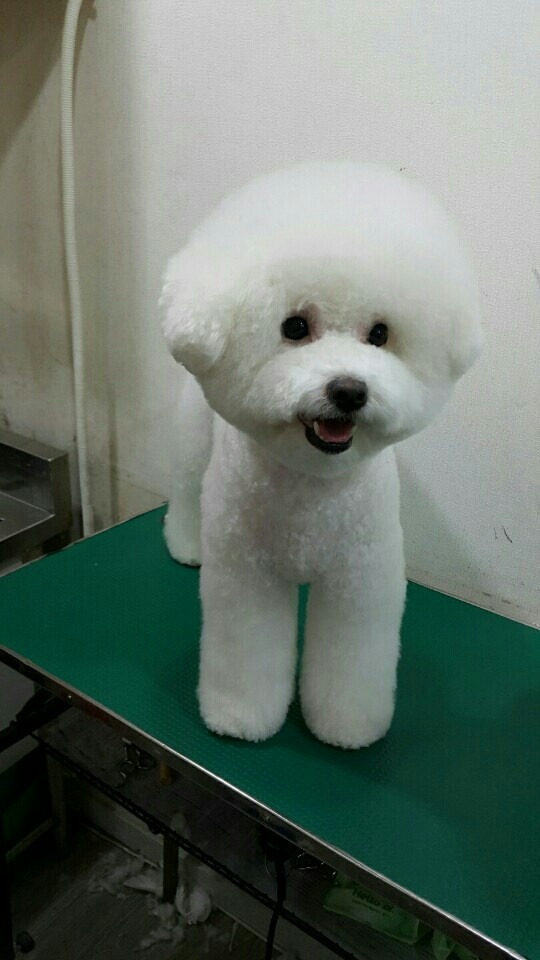 중앙애견미용학원 이미지