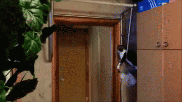 고양이와 하이파이브.gif | 인스티즈
