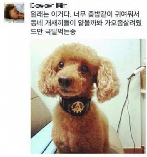 남동생이 몰래 강아지 미용시킴ㅠ.jpg | 인스티즈