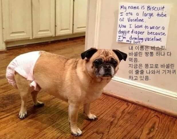 애완동물이 한 잘못들.jpg | 인스티즈