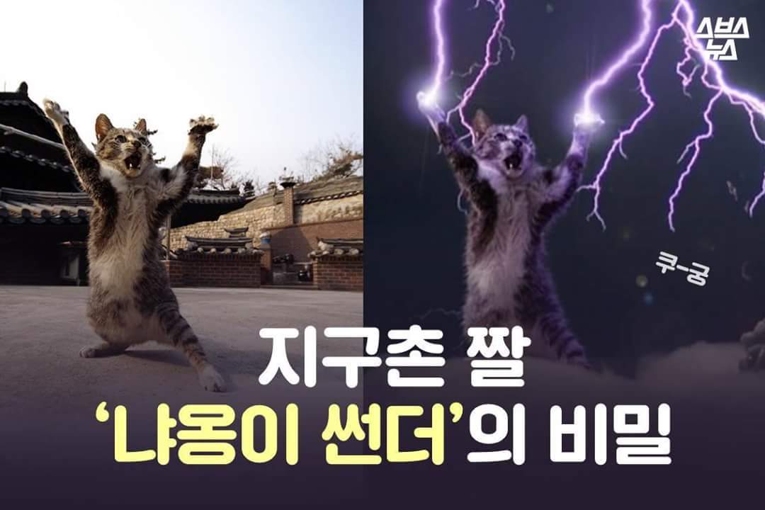 지구촌 짤 '냐옹이 썬더'의 비밀 | 인스티즈