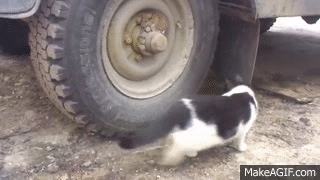 포식자 고양이를 피해 달아난 쥐. gif | 인스티즈