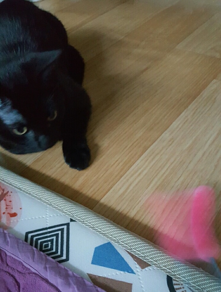 고양이 키우는 분들만 아는자세ㅋㅋ | 인스티즈