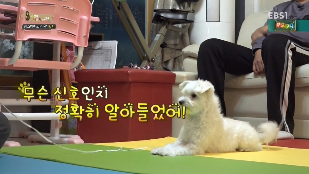 [세상에나쁜개는없다] 가족들에게 짖고 무는 강아지 릴리햏 | 인스티즈