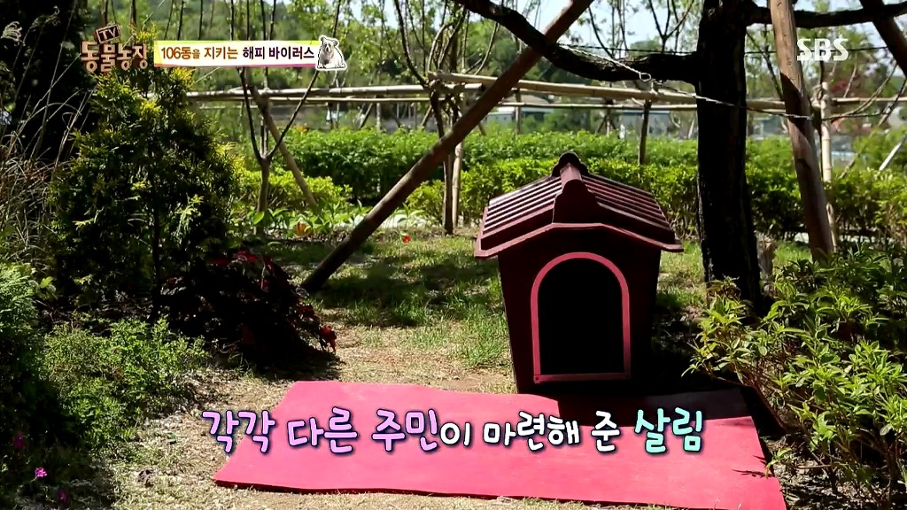 [동물농장] 106동 주민들이 키우는 강아지 | 인스티즈