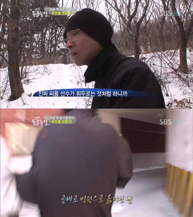 야생 멧돼지로부터 주인을 구한 개 | 인스티즈