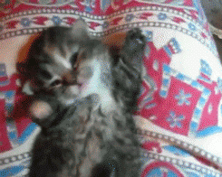 아깽이.gif | 인스티즈