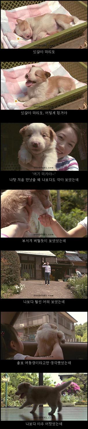 10번보면 10번 다 폭풍오열하는 이야기 [마리모이야기] | 인스티즈