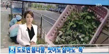 변약초 이미지