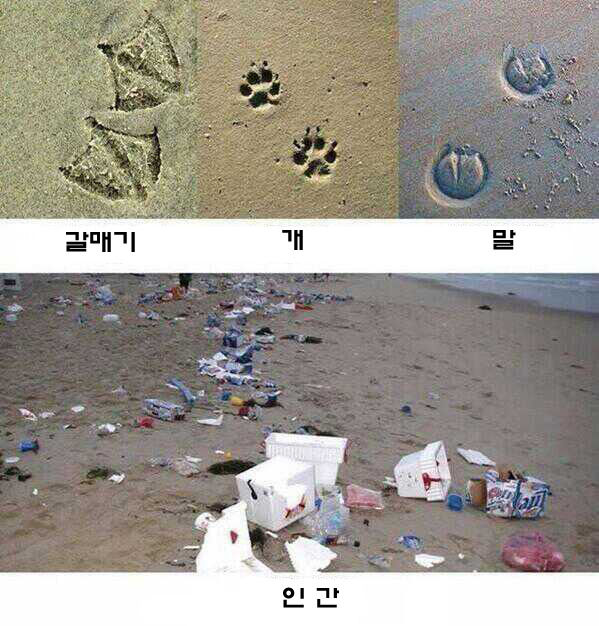 해변가에 동물이 지나간 흔적 | 인스티즈