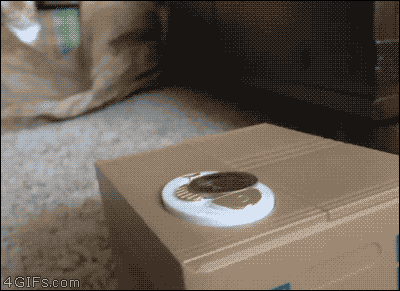 기계화로 실직을 예감한 고양이.gif | 인스티즈