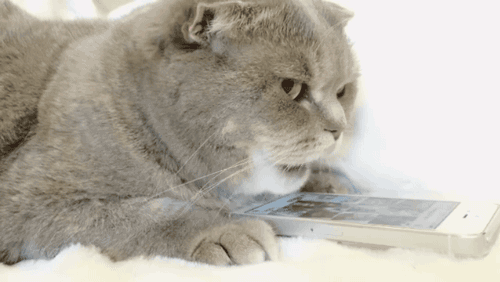 스마트폰 다룰 줄 아는 냥이.gif | 인스티즈