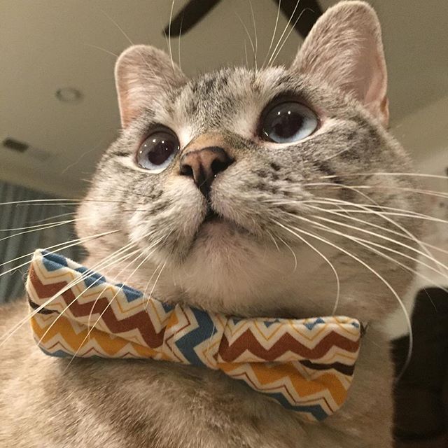 인스타 최고의 귀염둥이 냥냥이 nala | 인스티즈
