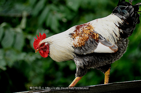 장닭 이미지