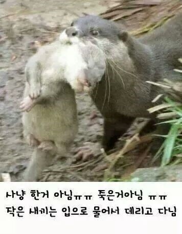수달의 귀여움.jpg | 인스티즈