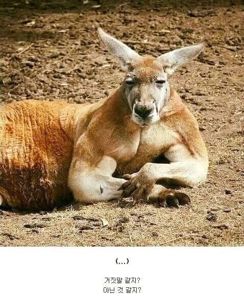 캥거루의 실체.jpg | 인스티즈