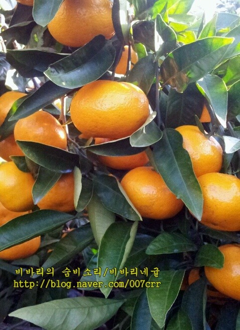 비바리 이미지