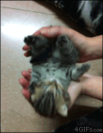 아기고양이들 구경하세요~♡ | 인스티즈