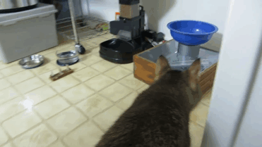 집사가 이과일 때...jpgif | 인스티즈