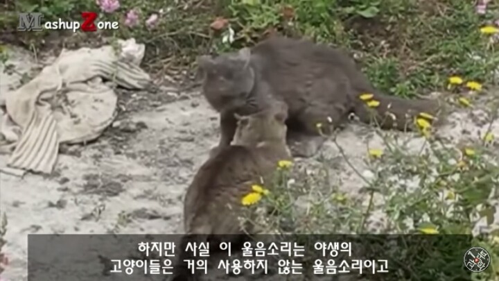 고양이가 "야옹~"하고 우는 이유는?? | 인스티즈