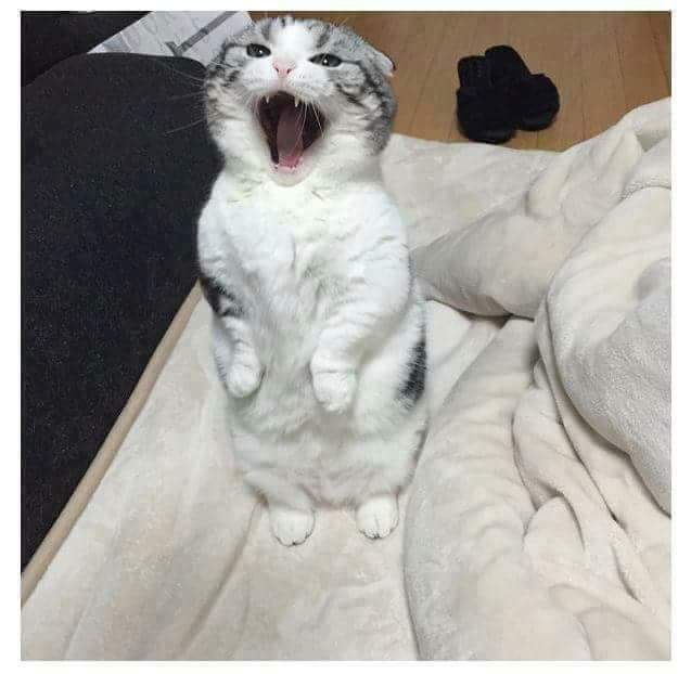 ???:하품할때 이러면 되냐냥? | 인스티즈