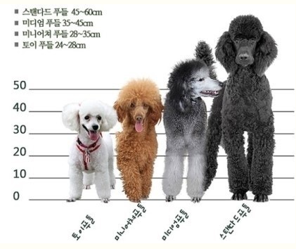 푸들의 종류 | 인스티즈