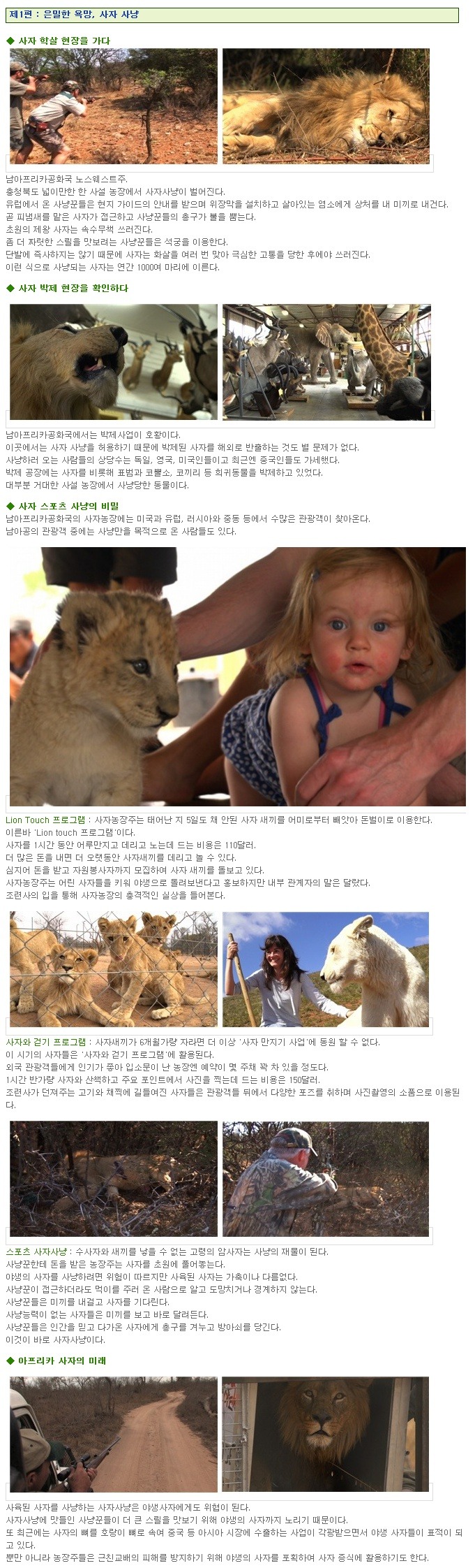 사람손에 키워지고 사람손에 죽임당하는 아프리카의 사자들.jpg | 인스티즈