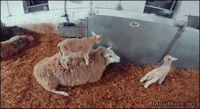 급발진.GIF | 인스티즈