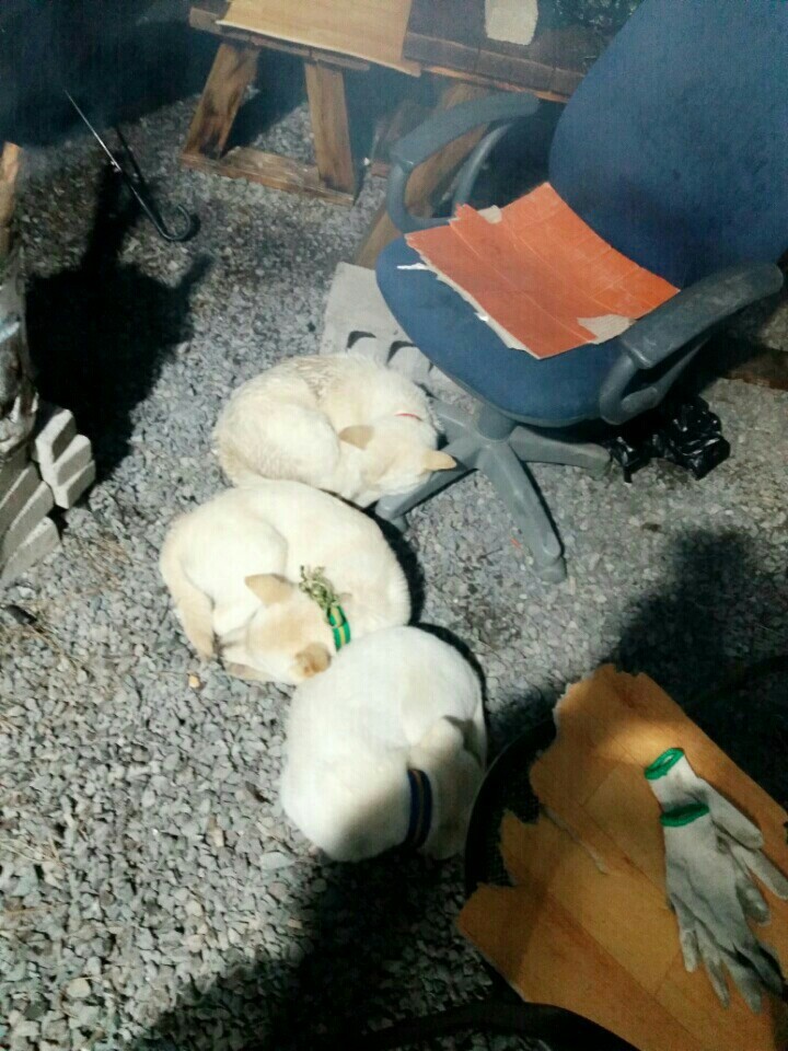 피해자만 고통받고 상처받고 괴로워야하는 이상한 나라에서 저는 피해자가 되었습니다(매실이이야기) | 인스티즈