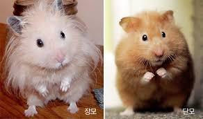 장모 햄스터 | 인스티즈