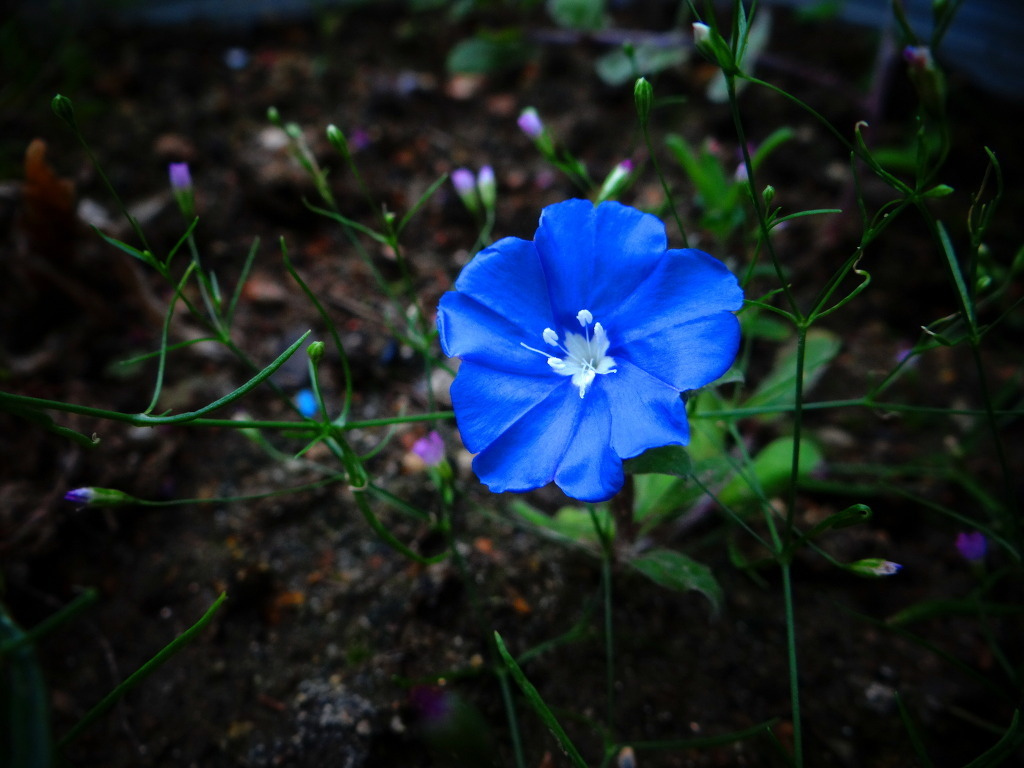 블루(Blue) 이미지