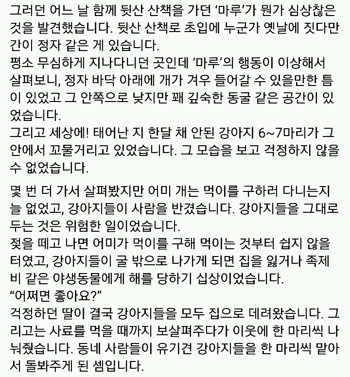 문재인 반려견 마루♡지순의 이야기 | 인스티즈