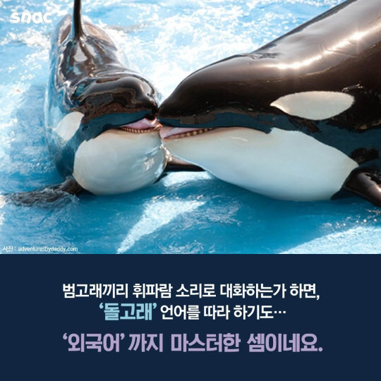범고래와 까마귀의 지능 | 인스티즈