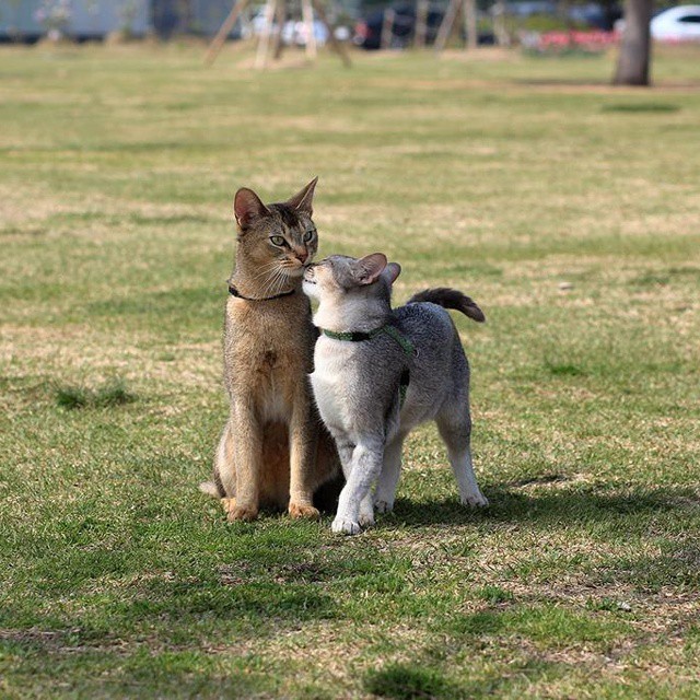 고양이 산책 종결.jpg | 인스티즈