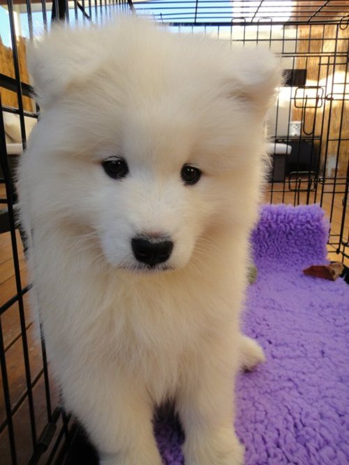 [사모예드] 하루에 빠지는 털로 옷도 짜입는다는 개 jpg | 인스티즈