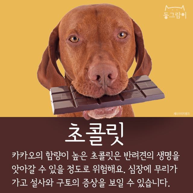 반려견이 먹으면 안 되는 음식 총정리 | 인스티즈