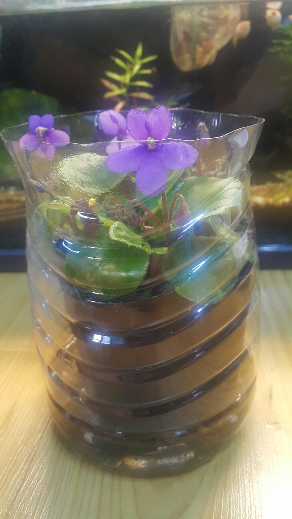 미바라기 이미지