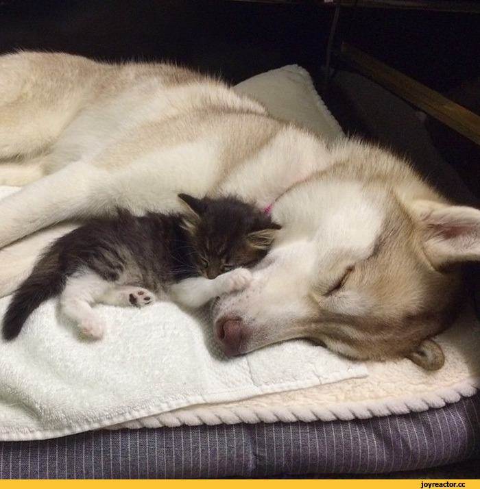 허스키와 고양이.jpg | 인스티즈