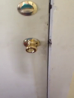 고양이 강제 분양.gif | 인스티즈
