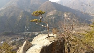 인고고 이미지
